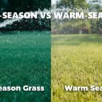 Cool-Season vs Warm-Season Grass: Watering Differences