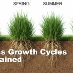 Grass Growth Cycles Explained for Homeowners