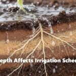 How Root Depth Affects Irrigation Scheduling
