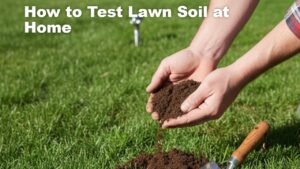 How to Test Lawn Soil at Home: A Practical Guide for Accurate Results