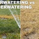 Overwatering vs Underwatering: A Visual Diagnosis Guide for Lawns
